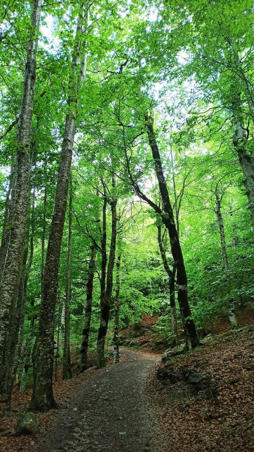 Finger Lakes Treehouse Sodus Buitenkant foto